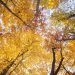 For brilliant foliage, look no further than native trees