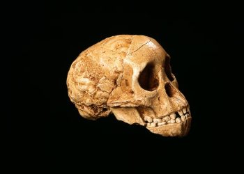 Why the ‘missing link’ fossil was almost missed