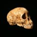 Why the ‘missing link’ fossil was almost missed