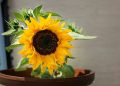 Grow Sunflowers in Pots for Beautiful Blooms Even in the Smallest of Spaces