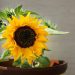 Grow Sunflowers in Pots for Beautiful Blooms Even in the Smallest of Spaces