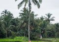 Hiking the Astungkara Way, the trail offering a fresh perspective on Bali