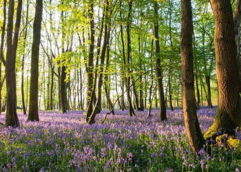 Bluebell walks in the UK: eight of the best woodlands to visit