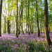Bluebell walks in the UK: eight of the best woodlands to visit