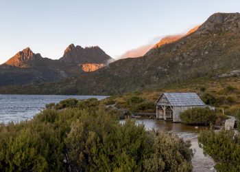 This rare pine tree is a living relic of Tasmania’s primordial past