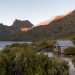 This rare pine tree is a living relic of Tasmania’s primordial past