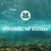 aWondr